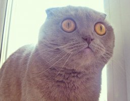 Говорите, собаки не знают?