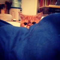 Моя засранка по кличке Базука.