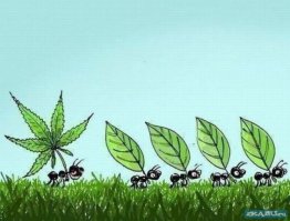 Как муравей пьет самогон