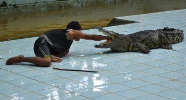 Шоу крокодилов  есть и в России. в Екатеринбурге, например