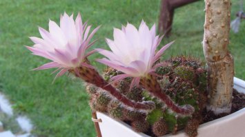 Пять цветков сразу - это круто!
У меня были только два одновременно.