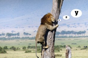 В Кении лев спасался от буйволов на дереве