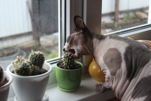 Как цветет кактус