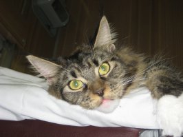 нам по купе сосед попался как то  котенок мейкуна (5 мес. так сказали владельцы )