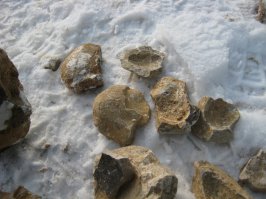 если это кожа крокодила - то что же вот это ? окаменелые скорлупки ? 
Судя по количеству таких камней - там была ферма динозавров ?