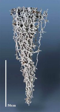 Муравейник заливают какой то нляпой типа свинца, потом выкапывают, отмывают грунт и получают вот такую вот красоту