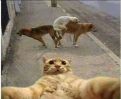 23 фотографии, снятые в идеальный момент, которые необоснованно осчастливят вас