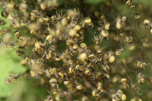 Ага, вот прям все