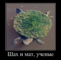 12 невероятных фактов, которые скрывают черепахи под своим панцирем