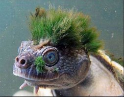 12 невероятных фактов, которые скрывают черепахи под своим панцирем