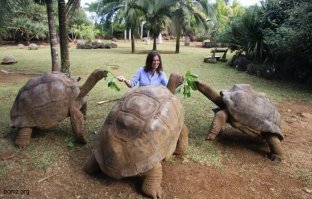 12 невероятных фактов, которые скрывают черепахи под своим панцирем