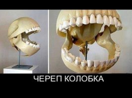 Скрытая анатомия игрушек