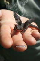 Очаровательные драконы, живущие в современном мире