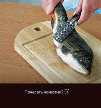 20 счастливых животных, которые хотят, чтобы им почесали животики  