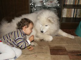 Всем любителям собак посвящается - Самоед