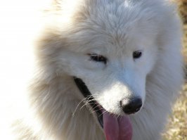 Всем любителям собак посвящается - Самоед