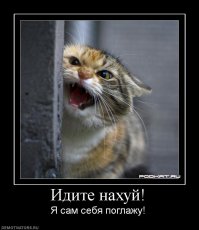 Учёными установлено, что коты - не лучшие игроки в прятки!