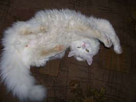 20 счастливых животных, которые хотят, чтобы им почесали животики  