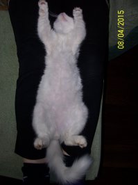 20 счастливых животных, которые хотят, чтобы им почесали животики  