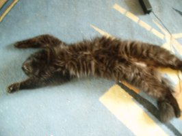 Какие пряталки? Жара!