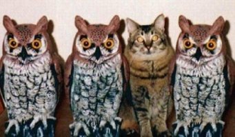 Учёными установлено, что коты - не лучшие игроки в прятки!