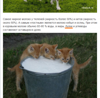 Блин, БУЛКИ! Этого факта о молоке я не знала!))