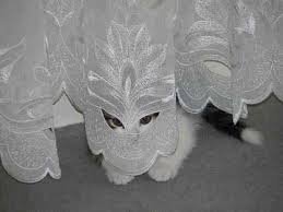 Учёными установлено, что коты - не лучшие игроки в прятки!