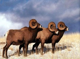 Авария дня 1958. Жесткое ДТП в Адыгее