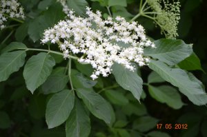 Есть черная бузина. Самая популярная, на мой взгляд. Пахнет очень приятно, из соцветий делают компот. Очень вкусно. Кисловатый и освежающий.