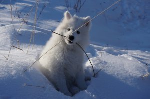 Немного моей самоедки.