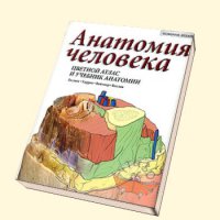 Почитай анатомию человека и не нужно будет засовывать в себя разные штуки и деньги сэкономишь