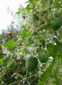 Еще бывает "бешеный огурец". Так вот-у него применений гораздо больше