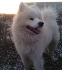 Самоед- он что сам себя ест...? хаха. Каждый второй вопрос обывателя о породе собаки. Думаю о том в этот момент, как люди в 50-х относились к названию элемента плутоний например. Ну-да Самоед...