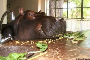 домашний бегемот Джессика )))