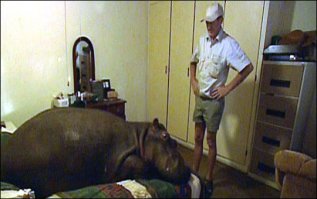 домашний бегемот Джессика )))