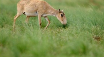 что за бред про сайгаков, какие 750 особей?! только в этом году вымерло более 100 тысяч голов в Казахстане. так пока толком и не поняли отчего...