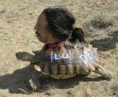 Покатушки на черепахе