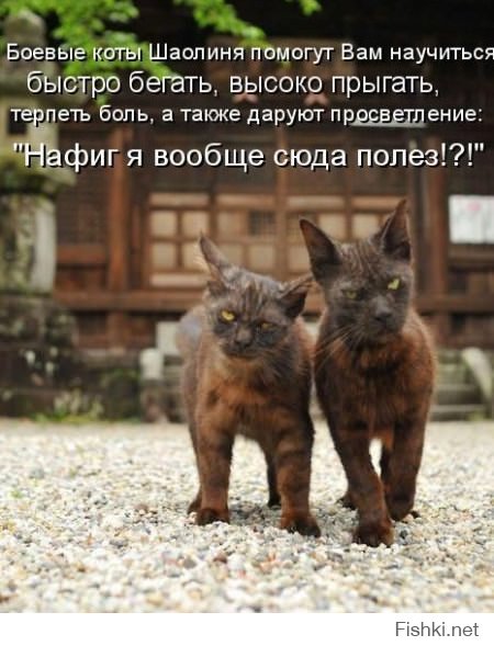 Тибетская гормональная гимнастика 