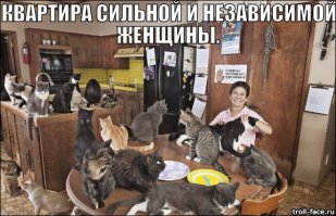12 кошек?  Что-то мне подсказывает, что тебя совсем не Алекс зовут...
