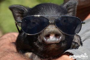 и это все потому, что я черный!