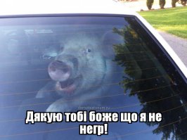 Поросенок в полицейском автомобиле