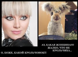 Очаровательный ангорский кролик с самыми большими ушками