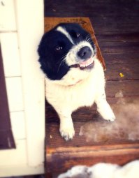 вот моя собака-улыбака