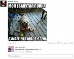 Смешные комментарии из социальных сетей: 02.06.2015