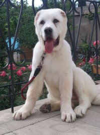 23 щенка, которые очень быстро выросли