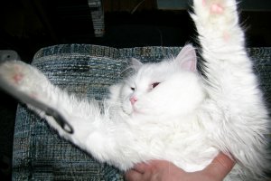 У нас похожий есть, только глаза разные, один правый, другой левый.