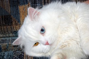 В смысле разноцветные.