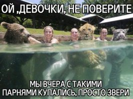 не такие и дикие.. Мы Потапычу разрешили себе кота завести.. и завел ведь.. теперь когда не пьет и не работает на домашнем ядерном реакторе выгуливает его..
фото доказательство прилагается: