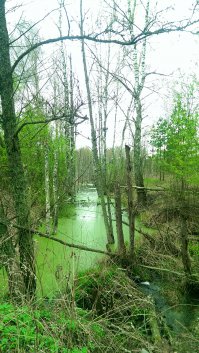 Цветотерапия: зеленый цвет настойчивости