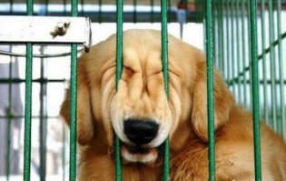 Вы думаете, что ходите смотреть на зверей?